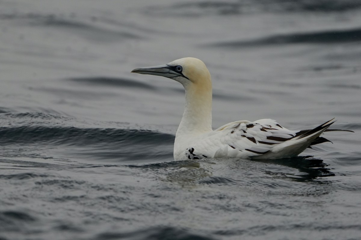 סולה מצויה - ML646713410