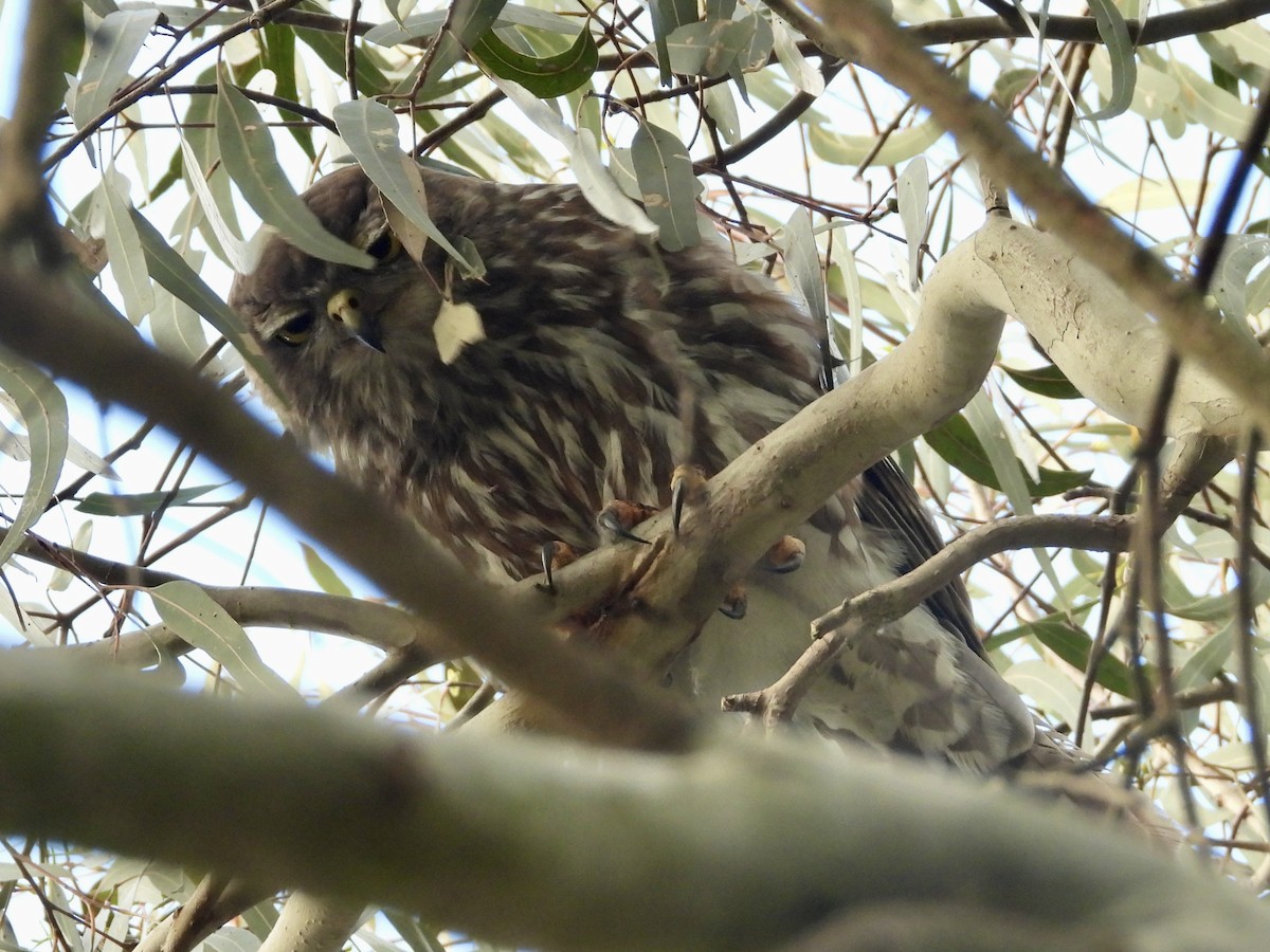 Ninoxe aboyeuse - ML646713421