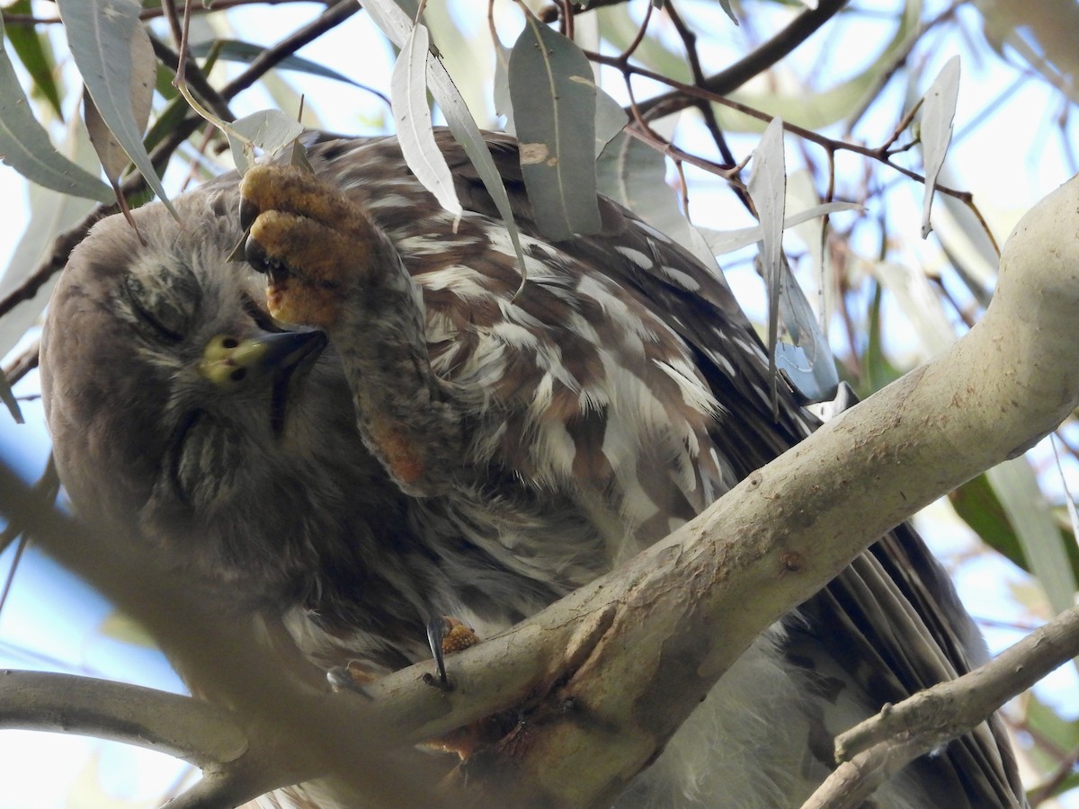 Ninoxe aboyeuse - ML646713422