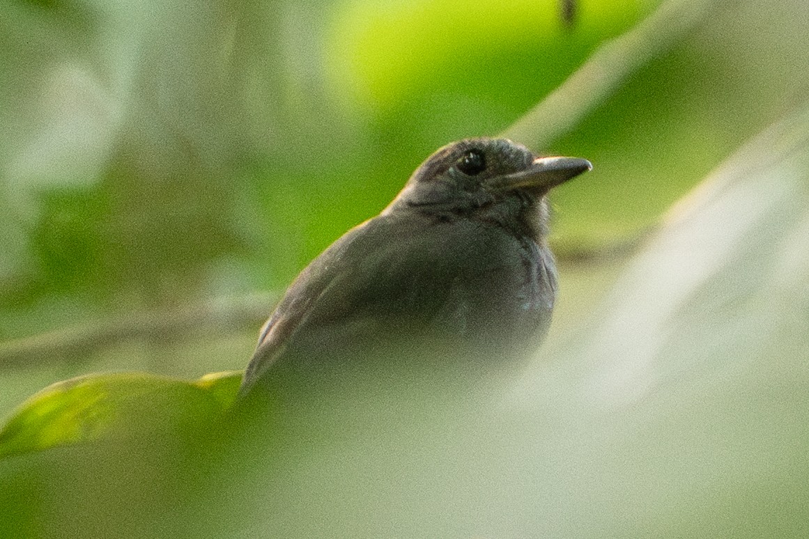 Plain-winged Antshrike - ML646713423