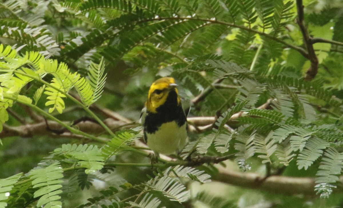 Black-throated Green Warbler - ML646713424