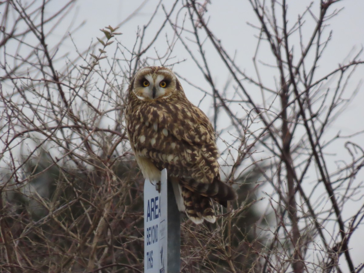 Short-eared Owl - ML646713425