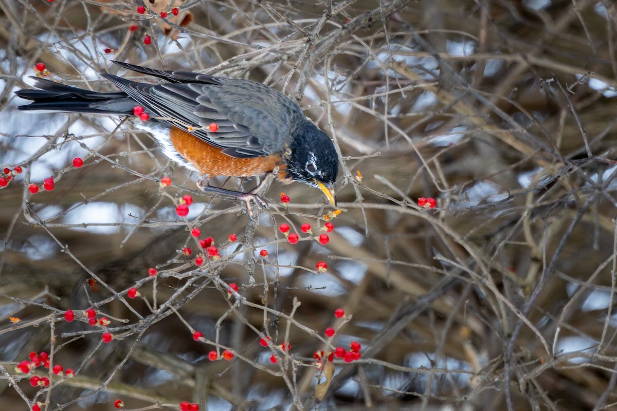 American Robin - ML646713426