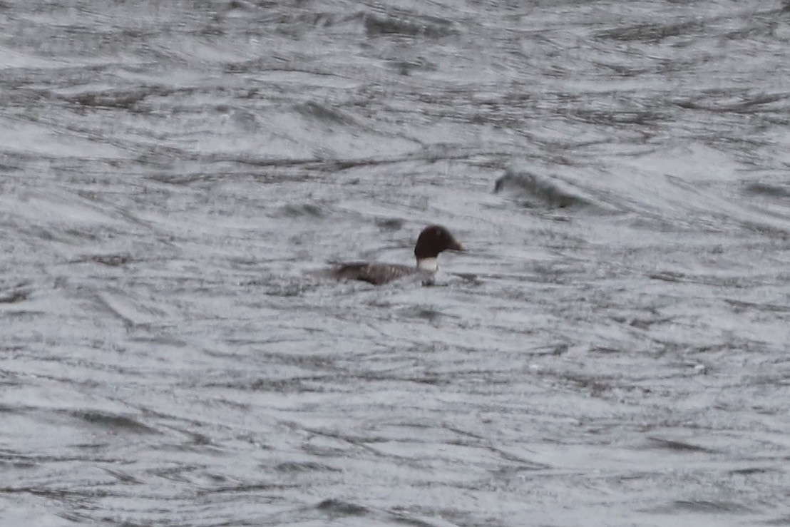 Common Goldeneye - ML646713427