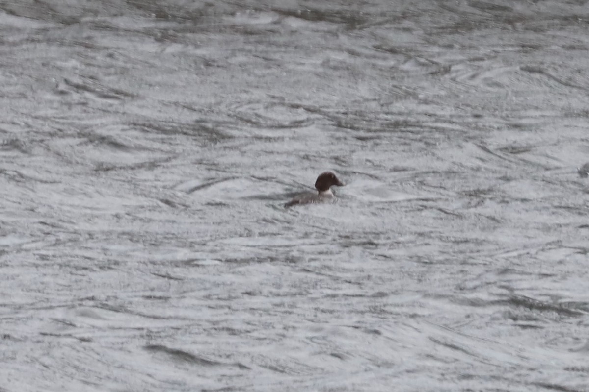 Common Goldeneye - ML646713428