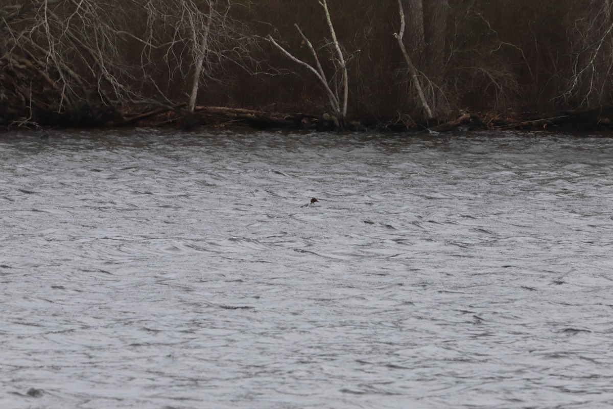 Common Goldeneye - ML646713430