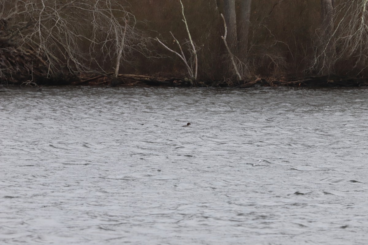 Common Goldeneye - ML646713431
