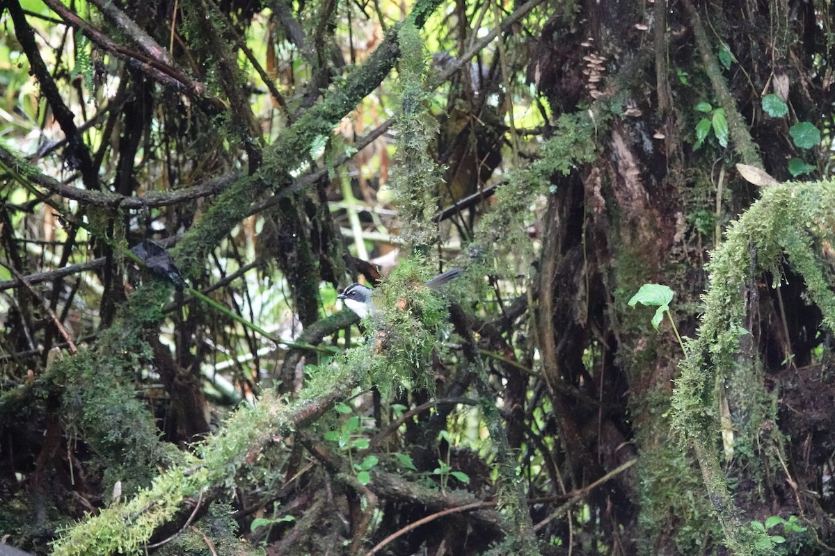 Gray-browed Brushfinch - ML646713434