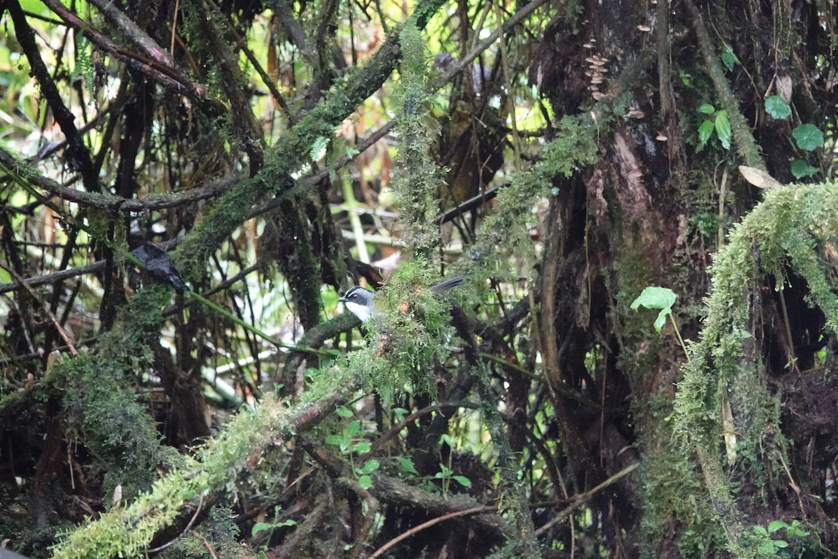 Gray-browed Brushfinch - ML646713435