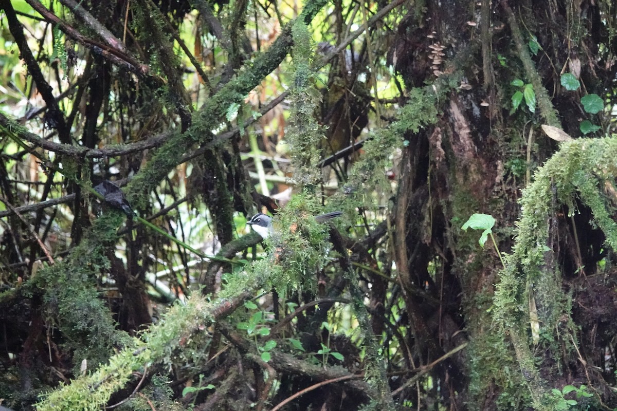 Gray-browed Brushfinch - ML646713436