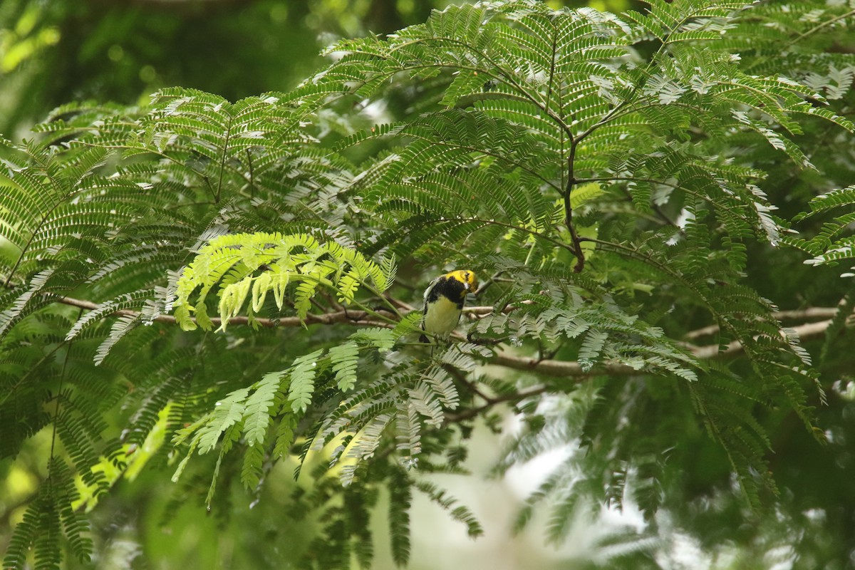 Black-throated Green Warbler - ML646713437