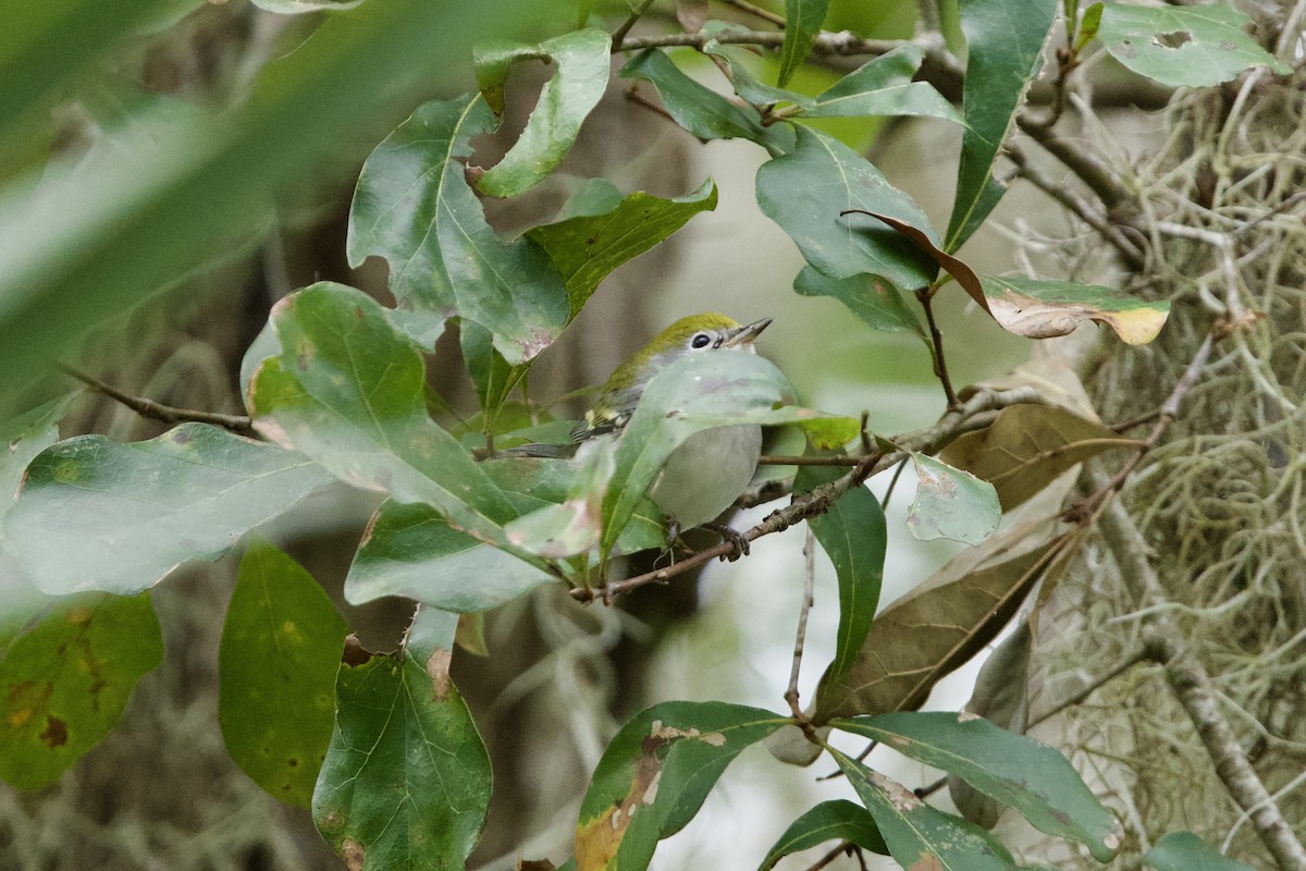 lesňáček rezavoboký - ML646713438