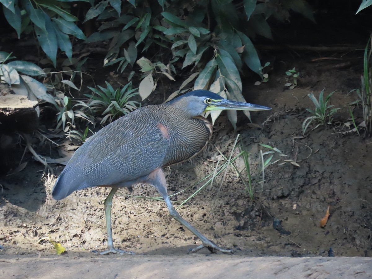 Bare-throated Tiger-Heron - ML646713439