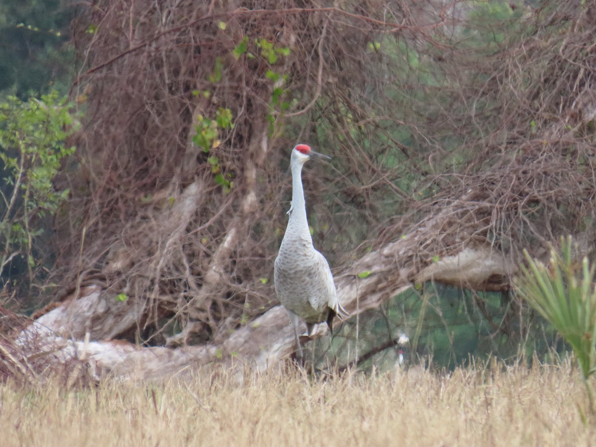 עגור קנדי - ML646713440