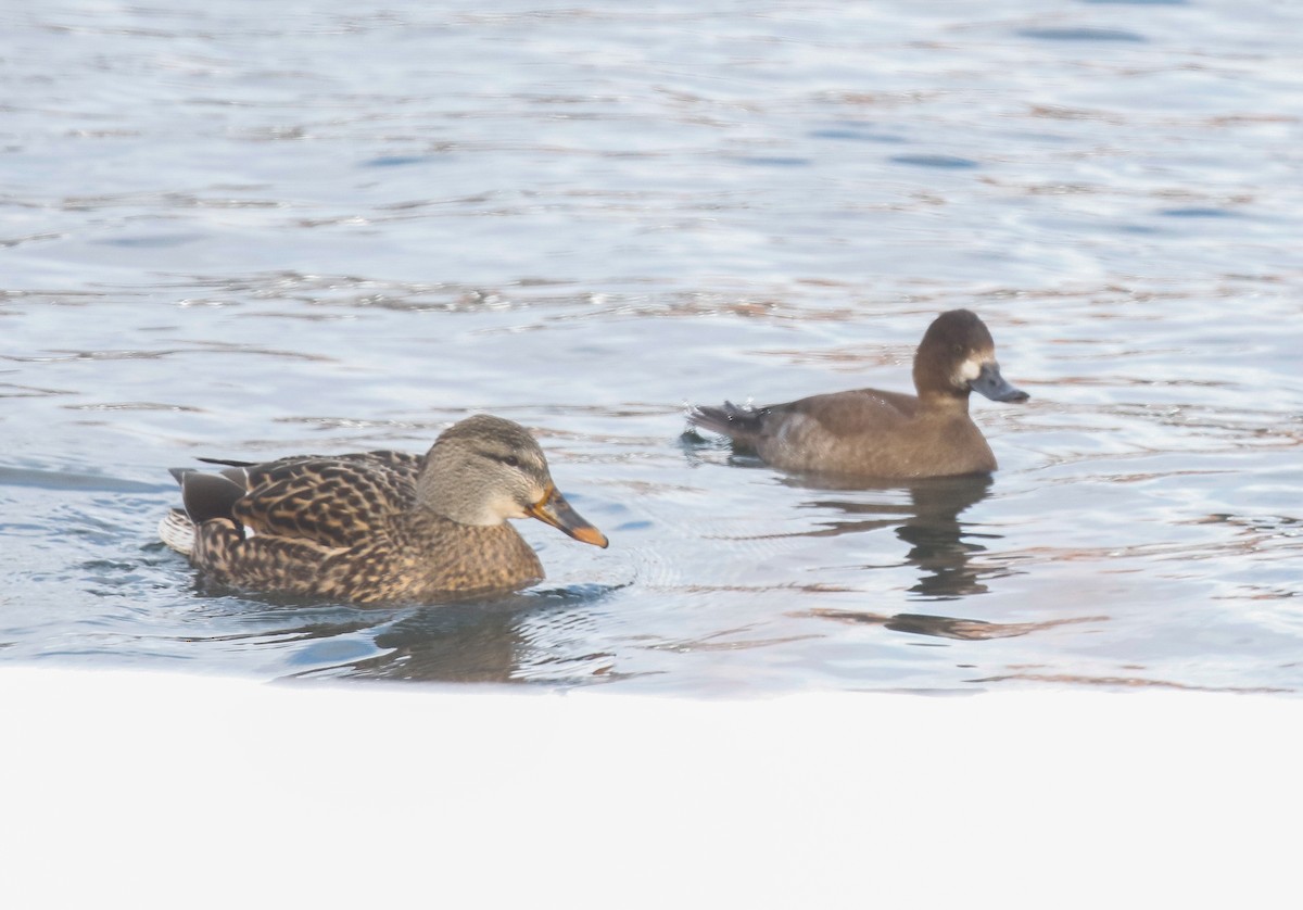 Малая морская чернеть - ML646713441