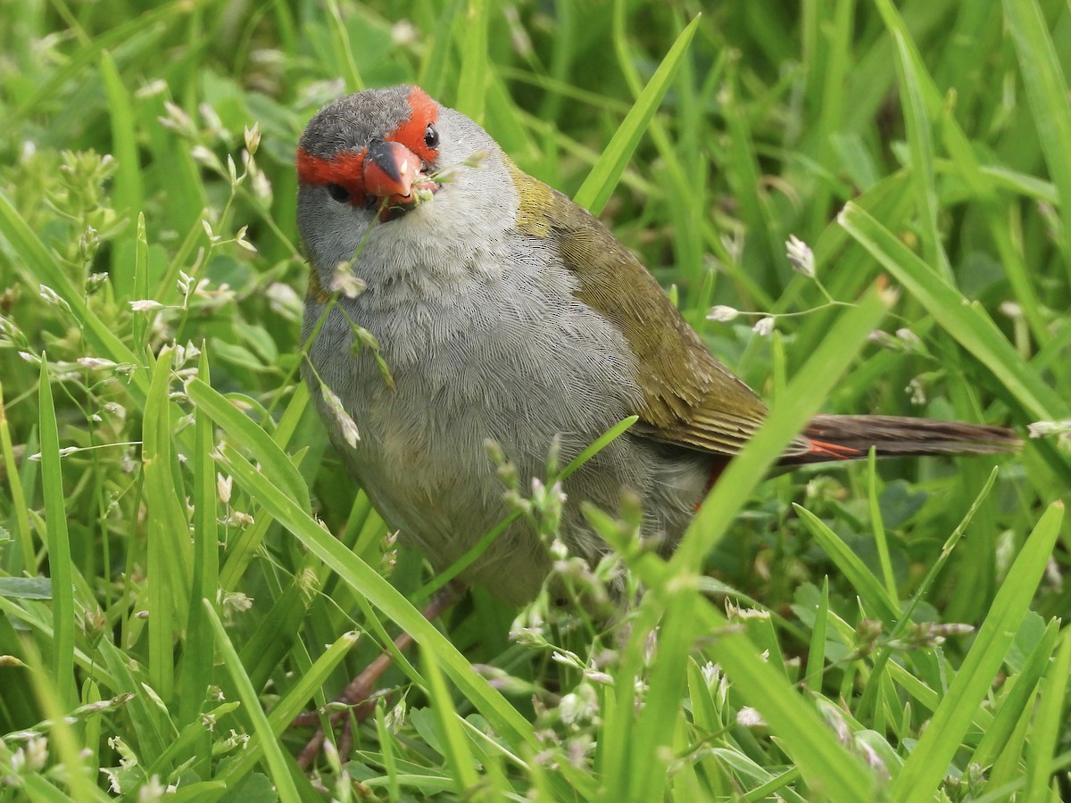 Red-browed Firetail - ML646713446