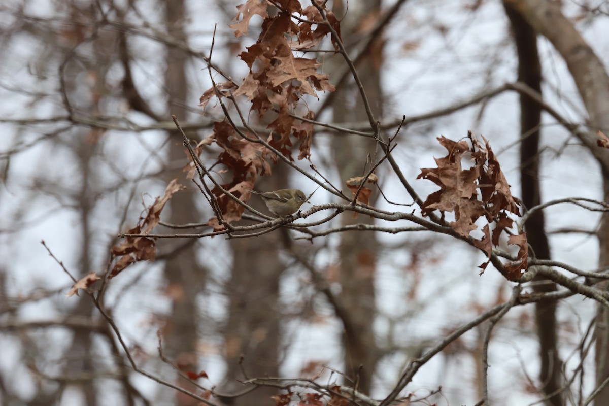 Pine Warbler - ML646713448