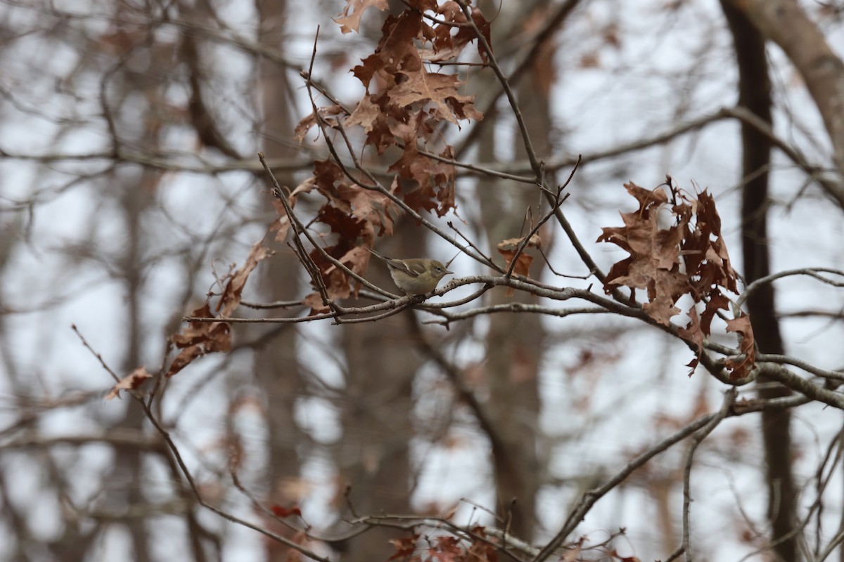 Pine Warbler - ML646713449