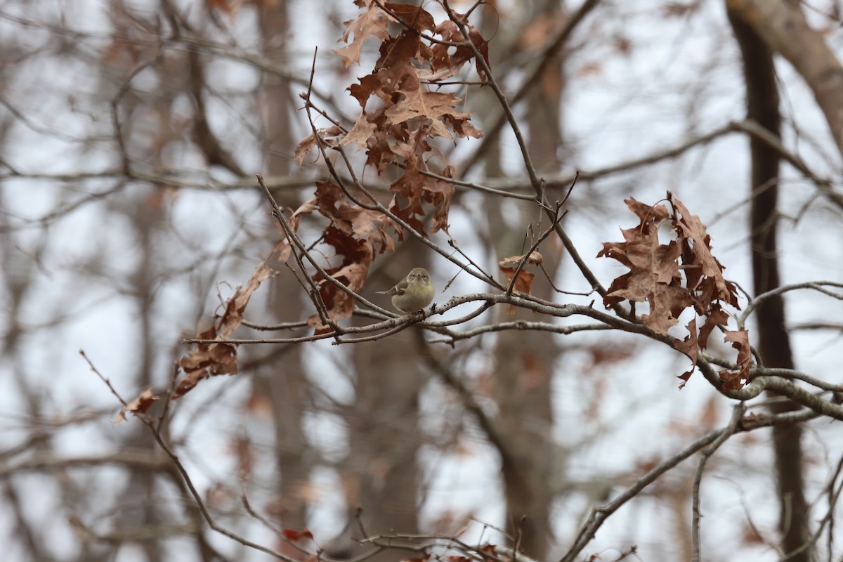 Pine Warbler - ML646713450