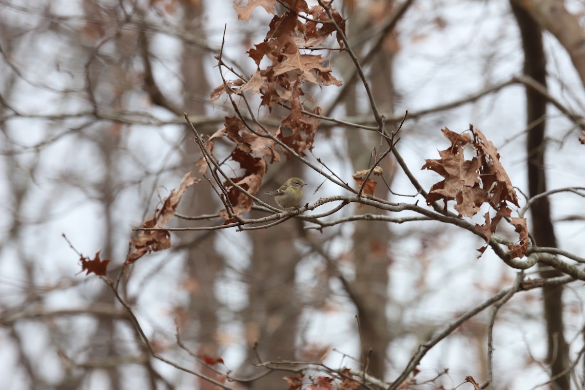 Pine Warbler - ML646713451