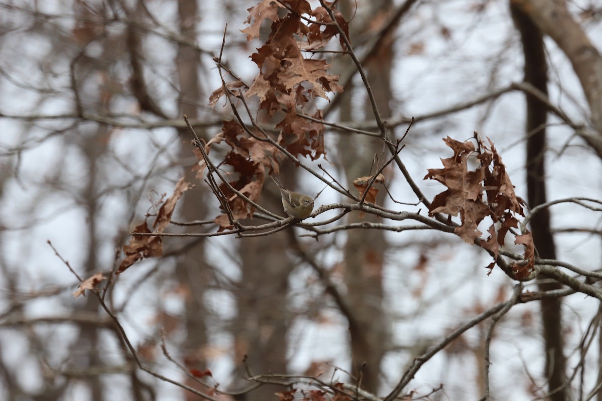 Pine Warbler - ML646713452