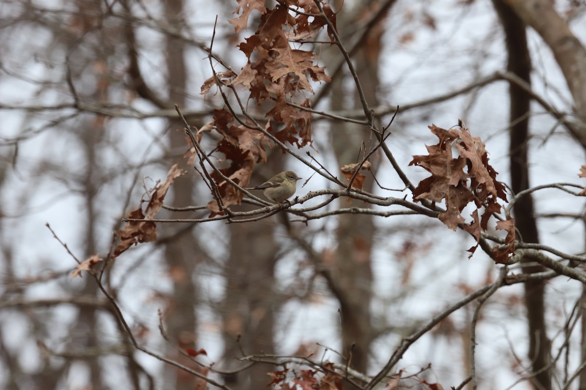 Pine Warbler - ML646713454