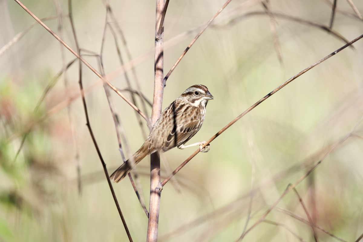 Певчая овсянка (melodia/atlantica) - ML646713459