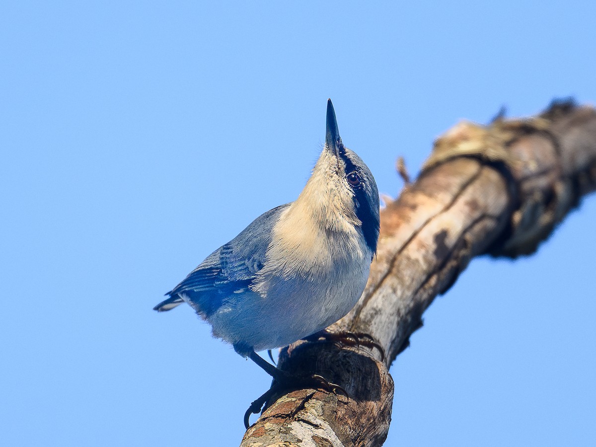 Chestnut-vented Nuthatch - ML646713463