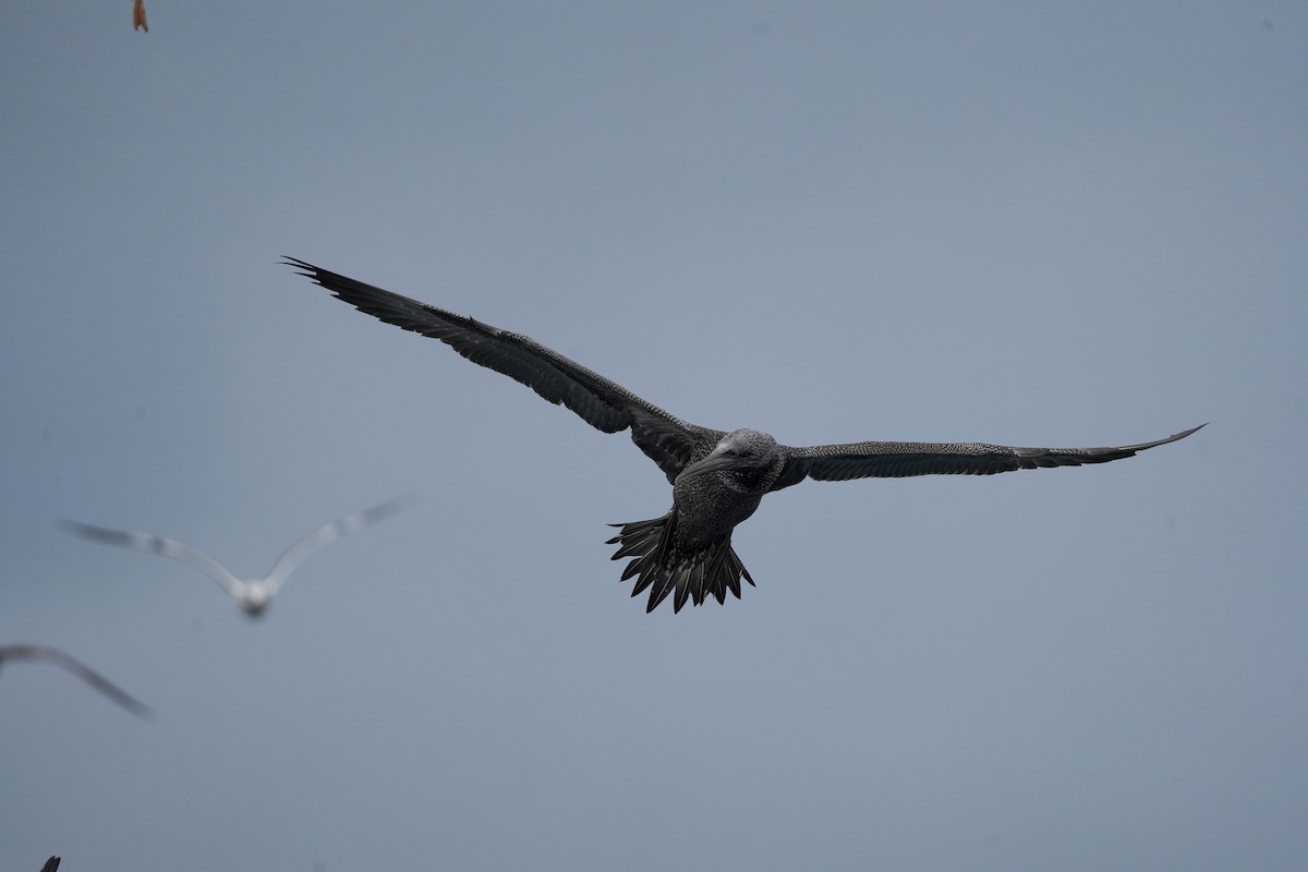 סולה מצויה - ML646713466