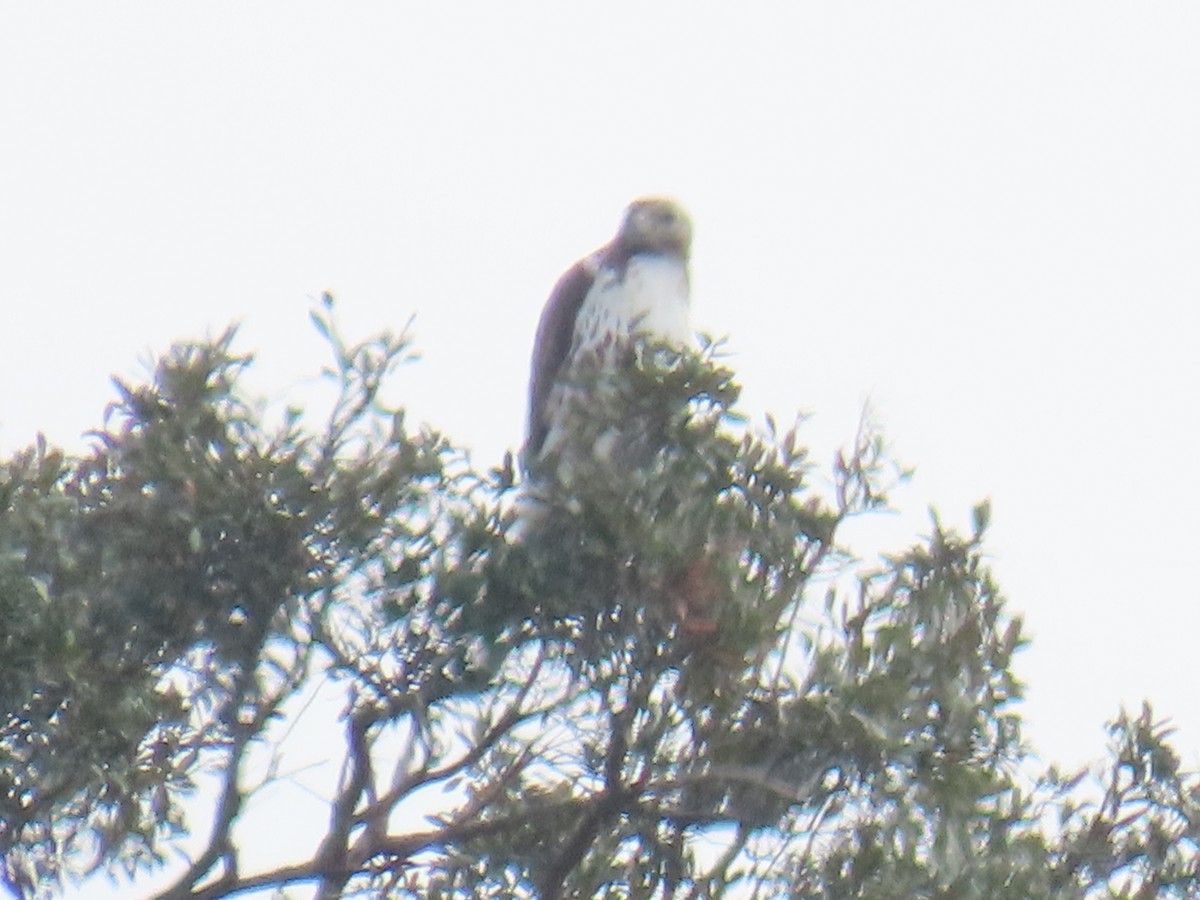 Red-tailed Hawk - ML646713470
