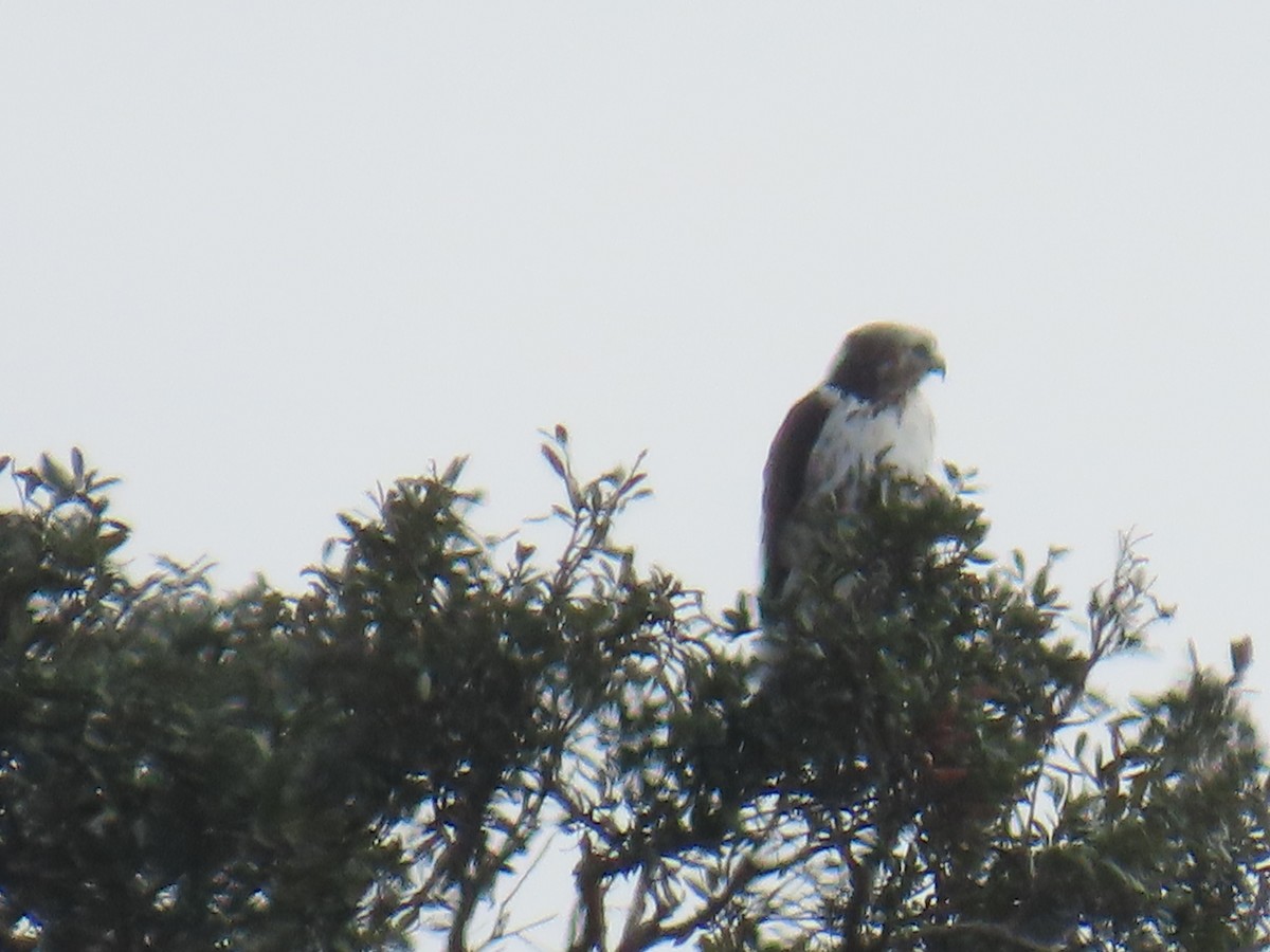 Red-tailed Hawk - ML646713471