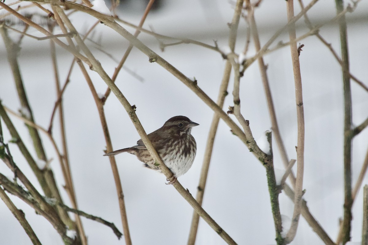 Song Sparrow - ML646713474