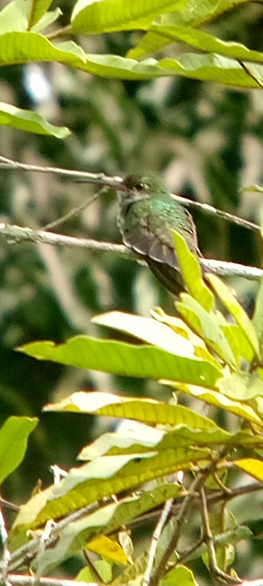 テリノドエメラルドハチドリ - ML646713476