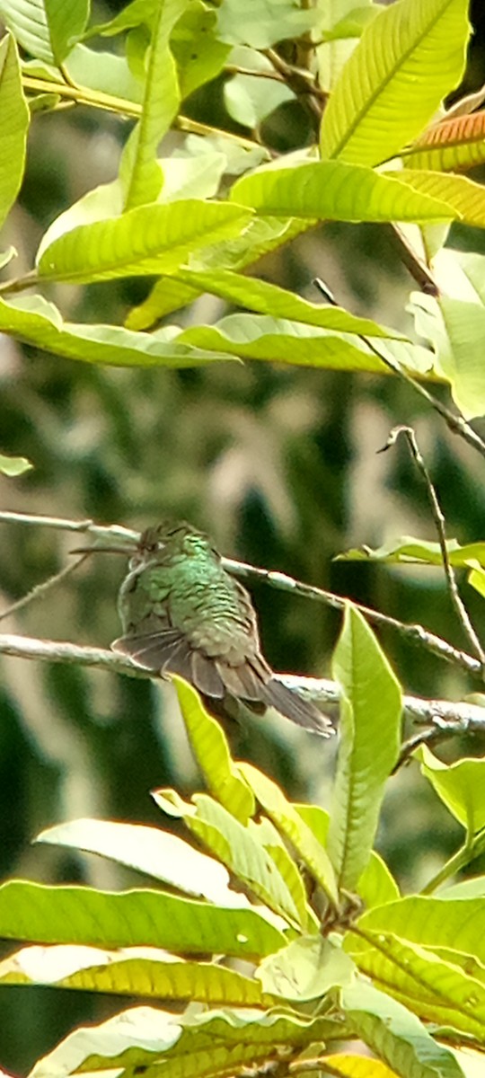 テリノドエメラルドハチドリ - ML646713478