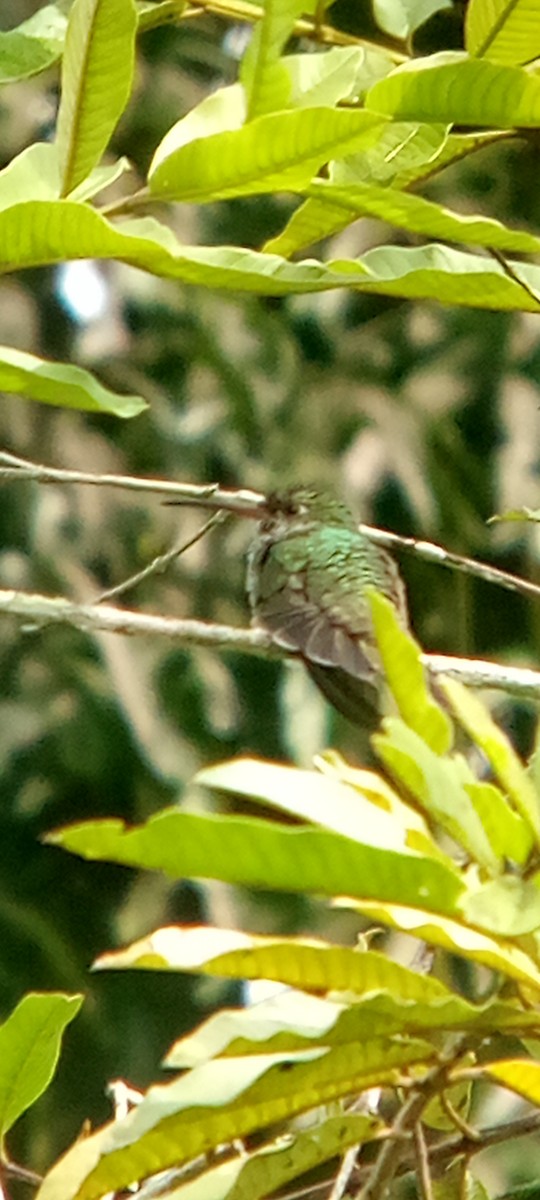 テリノドエメラルドハチドリ - ML646713479