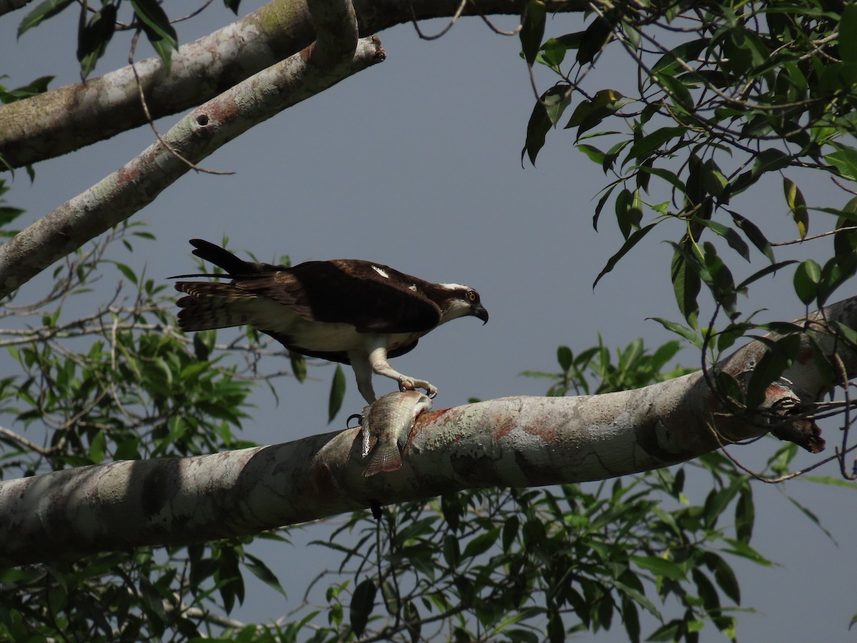 Osprey - ML646713486