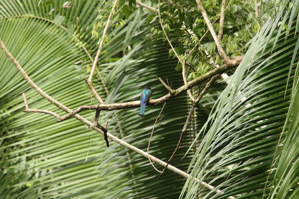 Black-headed Trogon - ML646713487