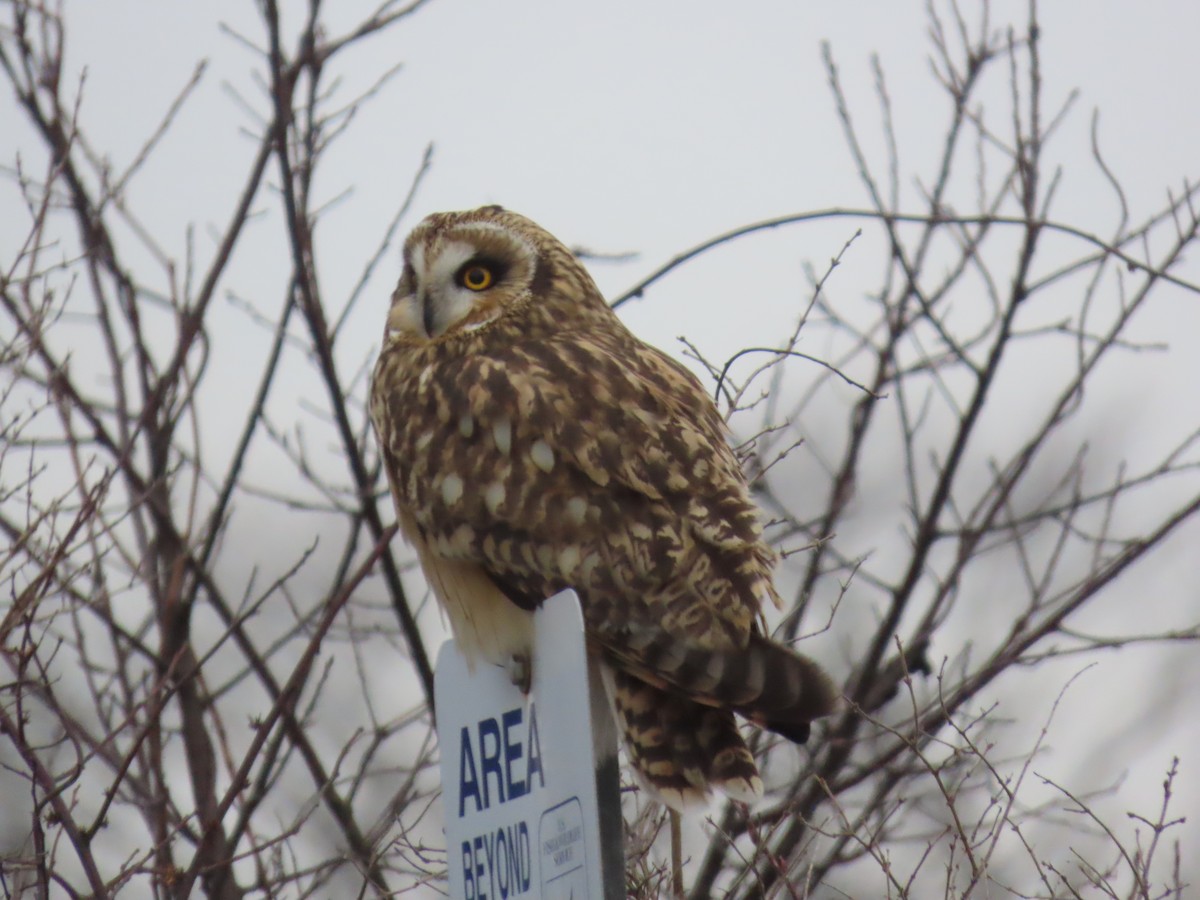 Short-eared Owl - ML646713489