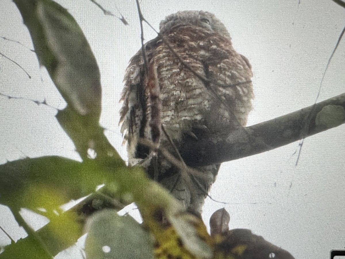 Great Potoo - ML646713491