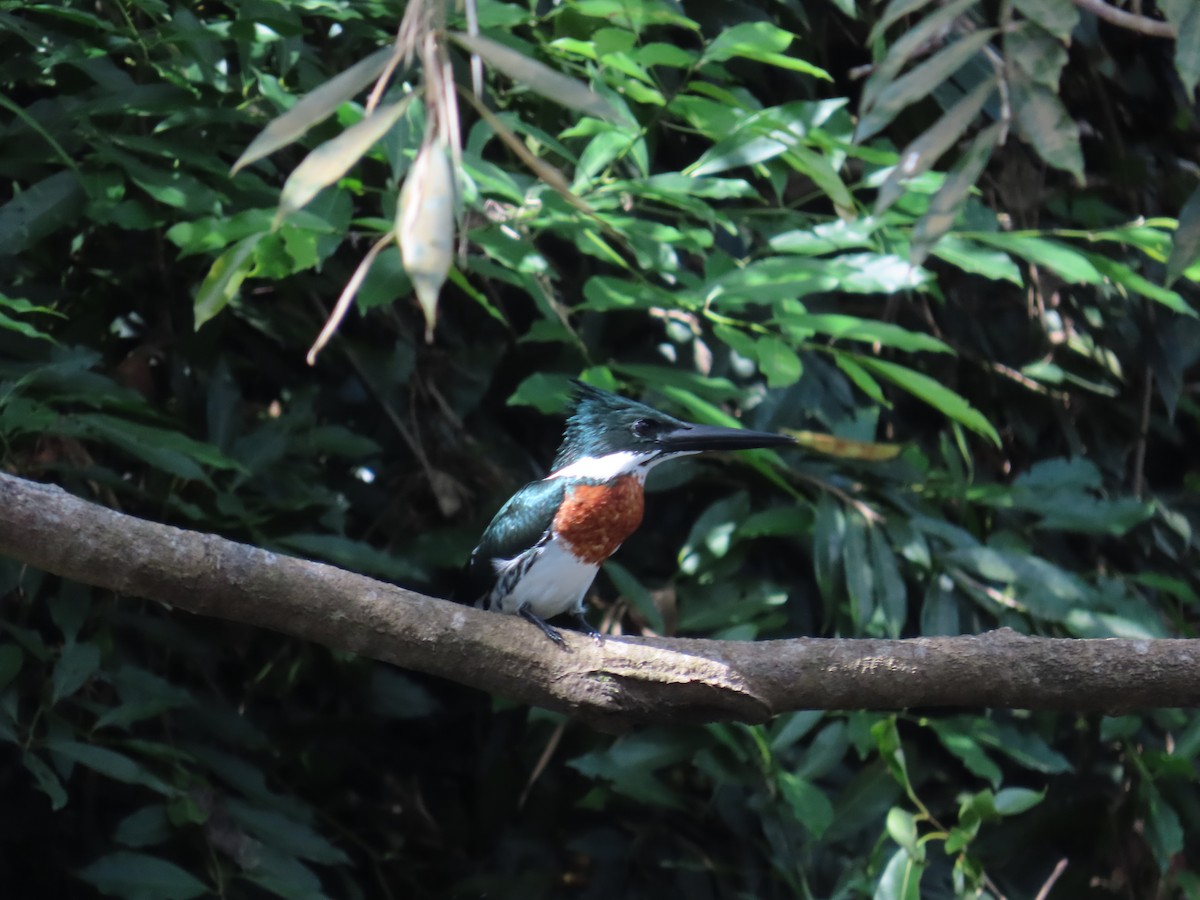 Amazon Kingfisher - ML646713492