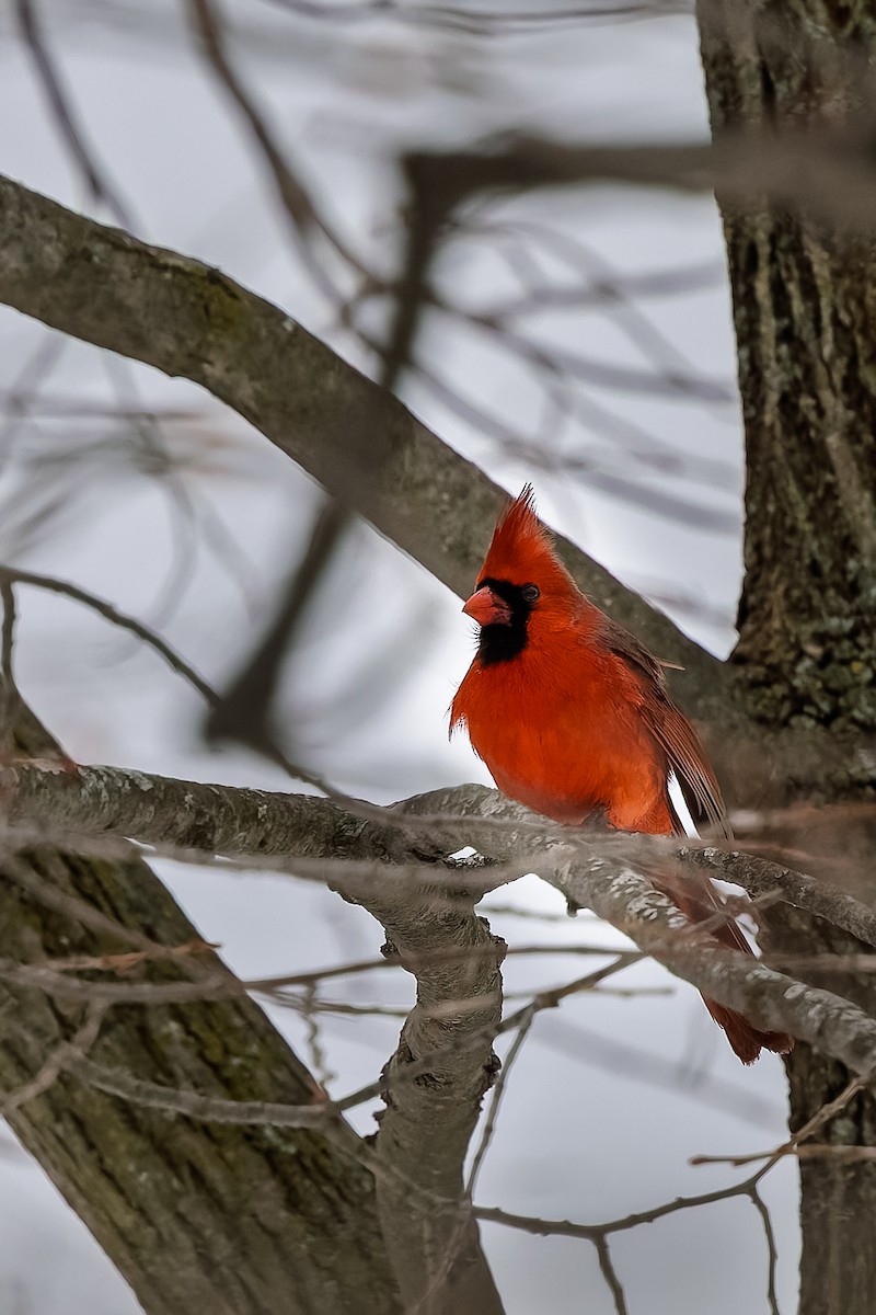 Northern Cardinal - ML646713493