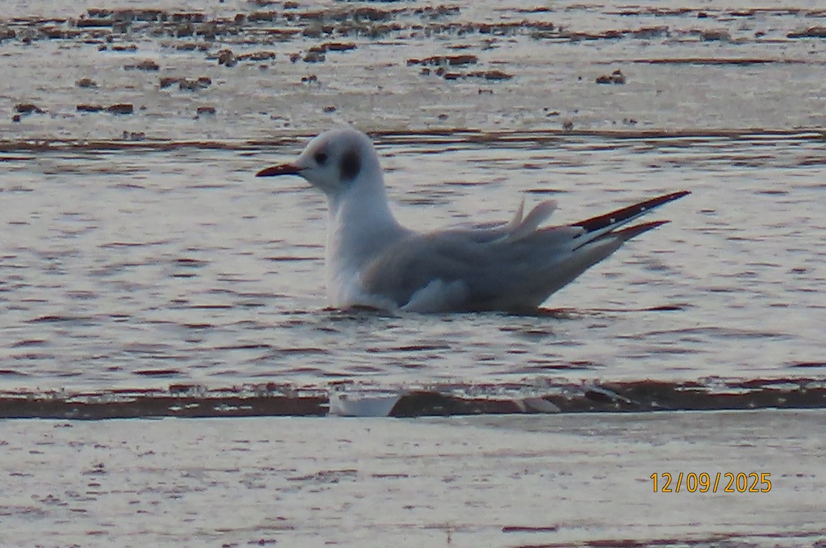 Bonaparte's Gull - ML646713497