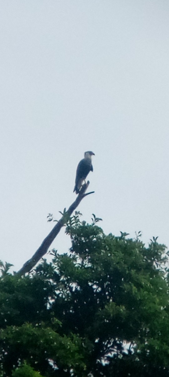 ミナミカラカラ - ML646713498