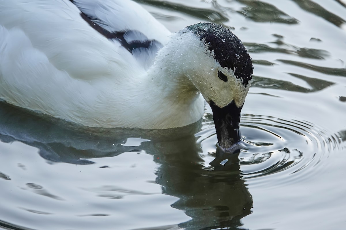 Mallard (Domestic type) - ML646713499