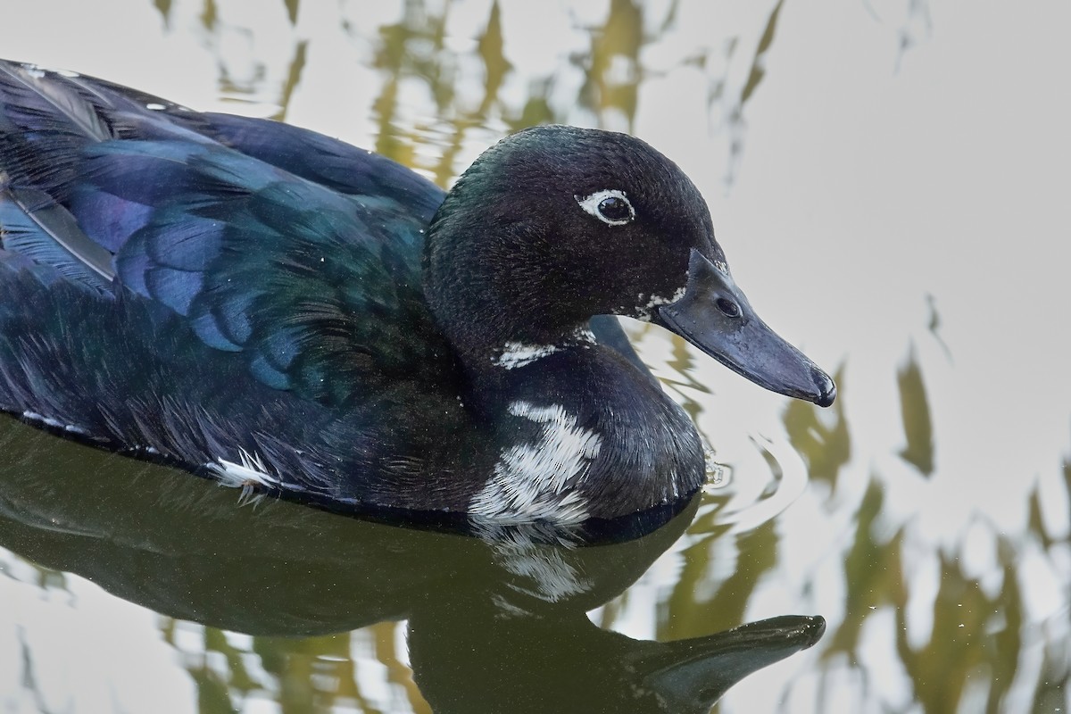 Mallard (Domestic type) - ML646713500