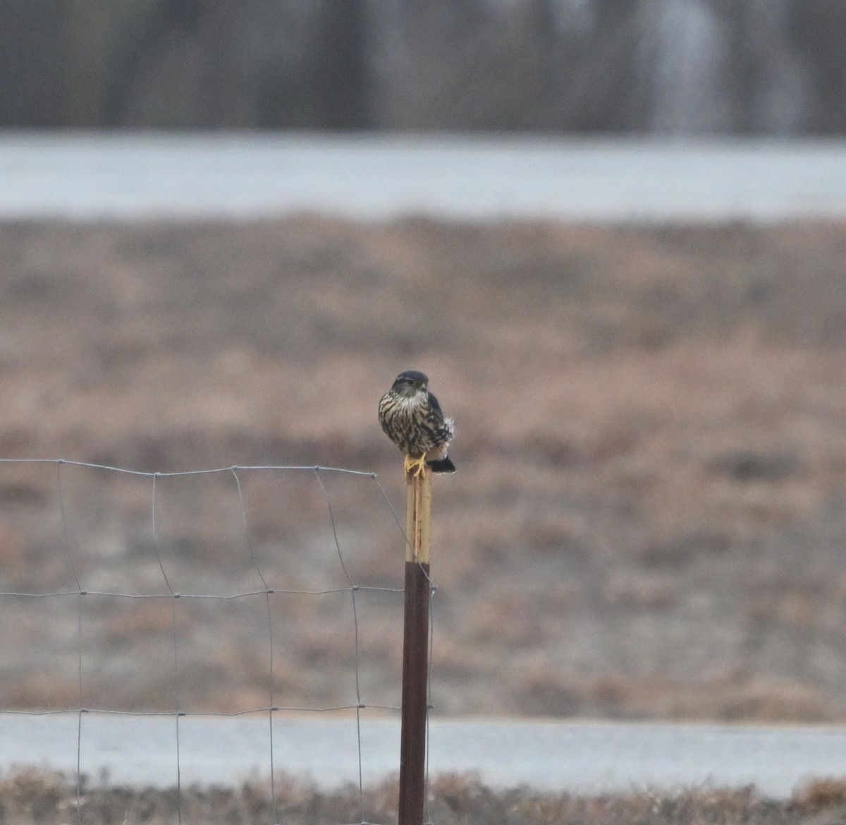 Merlin - ML646713502