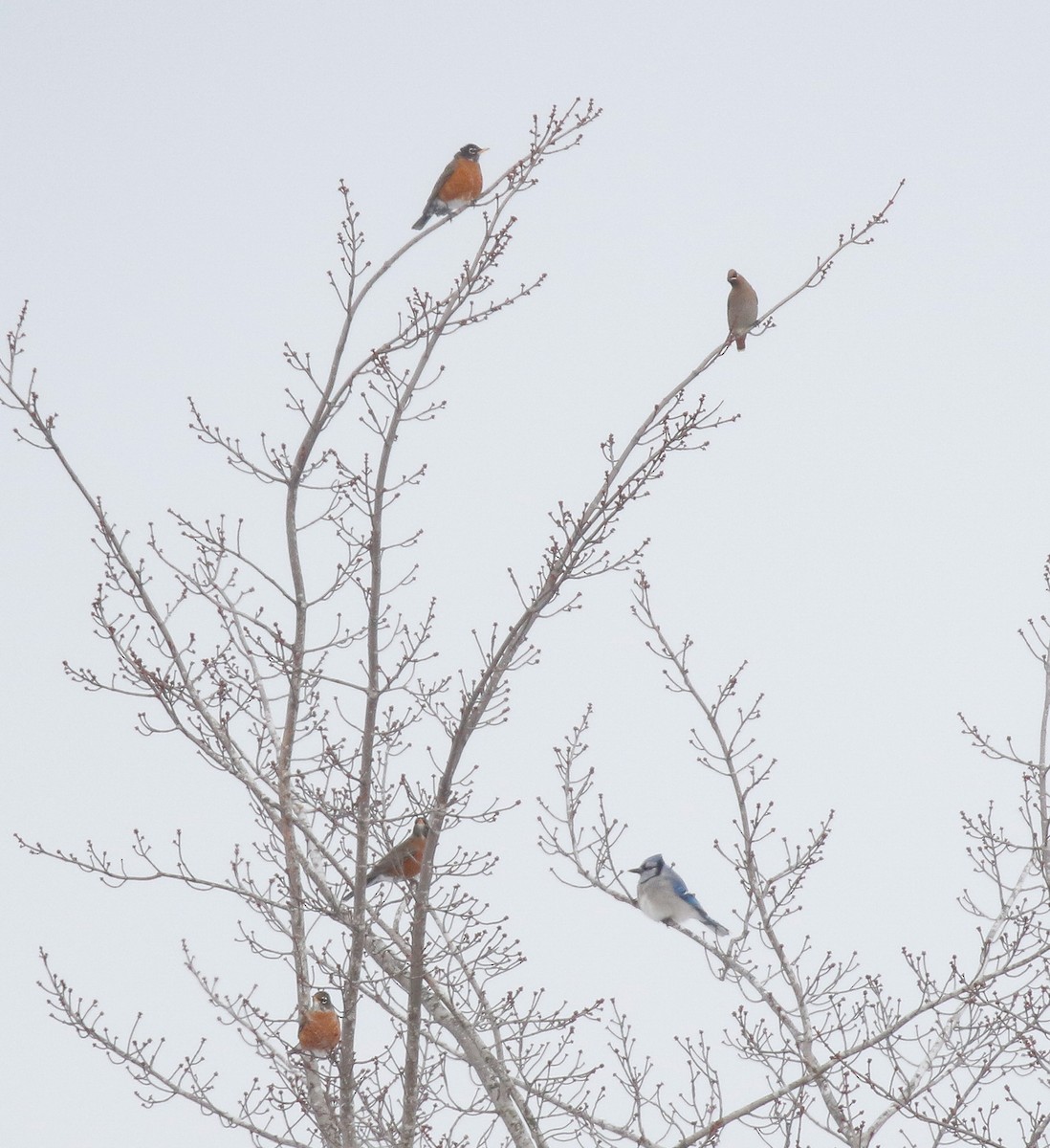 Странствующий дрозд - ML646713506