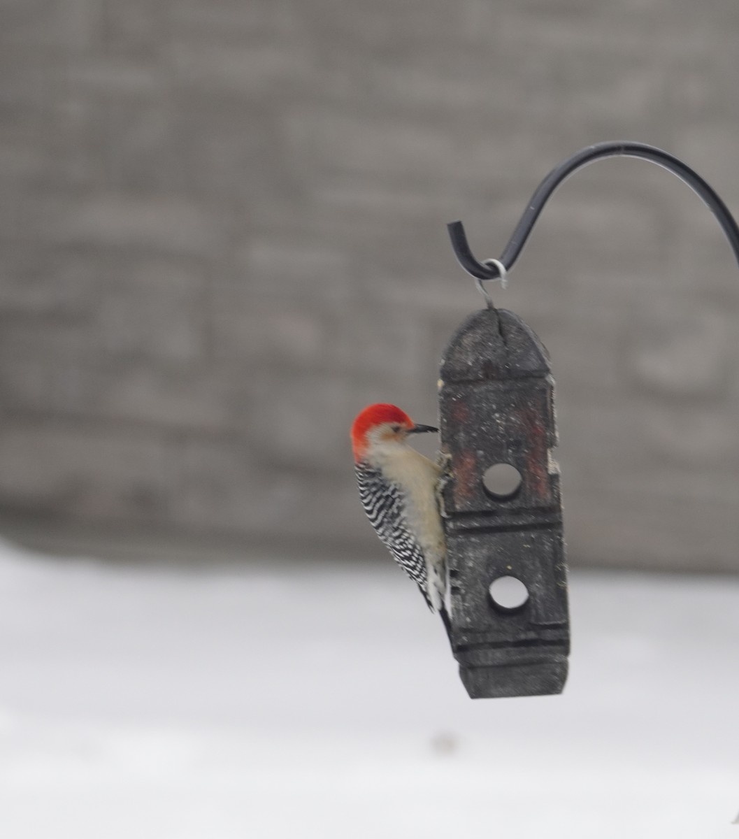 Carolinaspecht - ML646713507