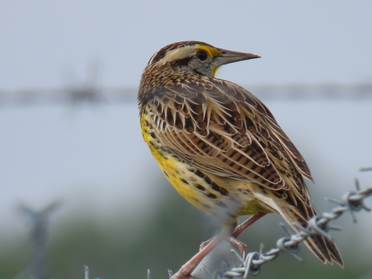 Eastern Meadowlark - ML646713510