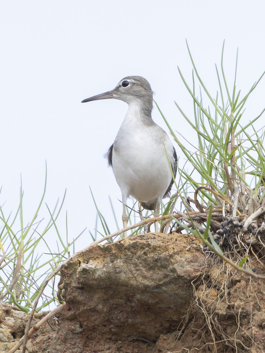 Spotted Sandpiper - ML646713511